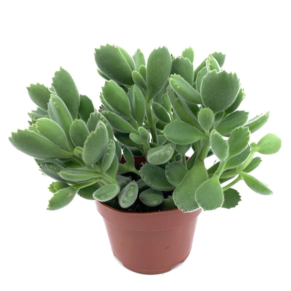 4” Bear Paw Live Succulent Potted Plant(s) Fully Rooted-Cotyledon Tomentosa-Hardy, Drought Tolerant, Easy to Grow Indoor/Outdoor.