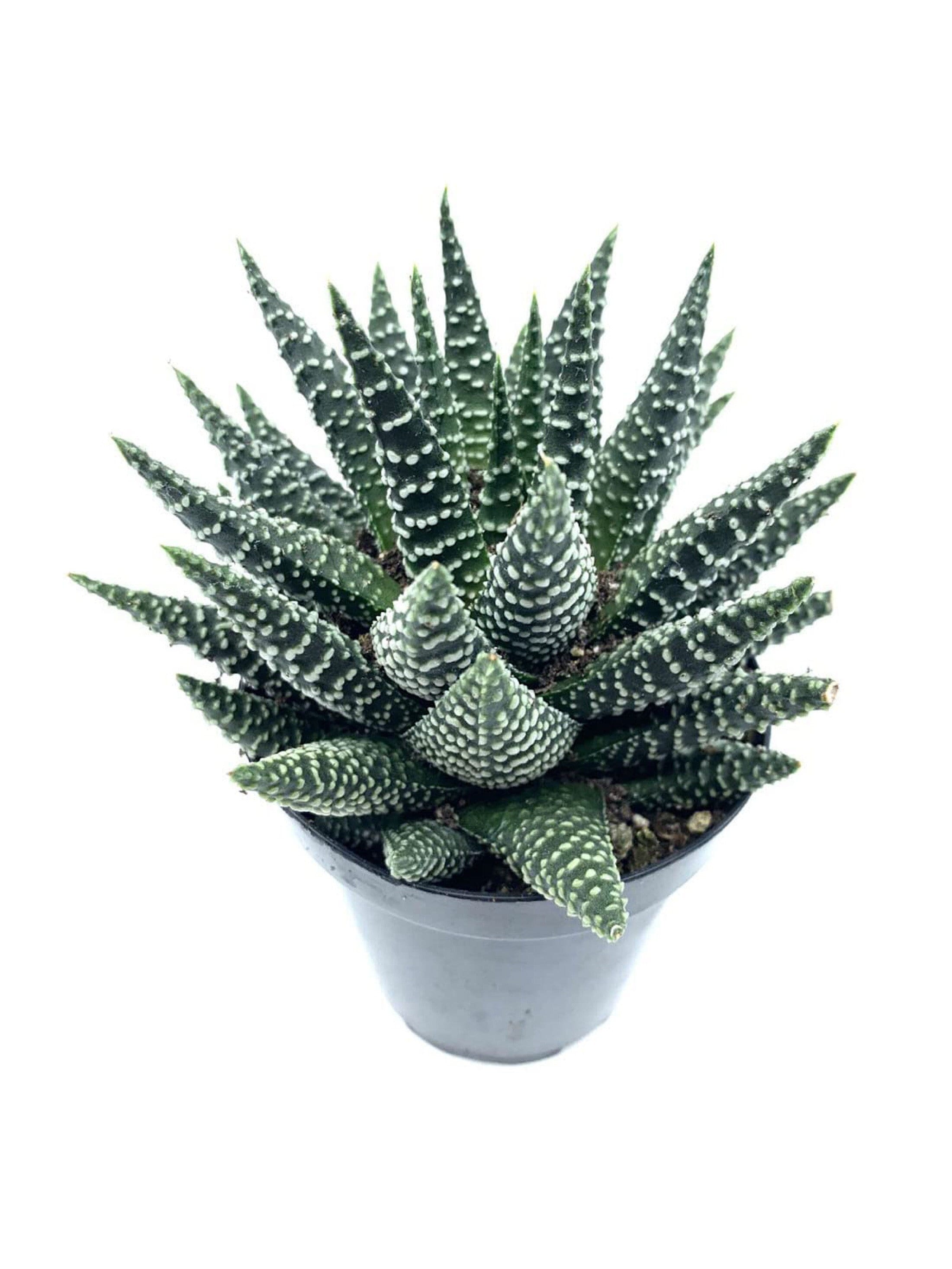 Zebra Aloe Plant - Etsy