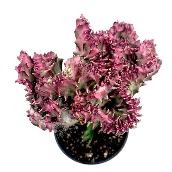 Rare Christmas Red Euphorbia Crested Mermaid/Coral Cactus-Euphorbia Lactea, Mountain Ridge Shape Drought Tolerant, Easy Grow Indoor/Outdoor.