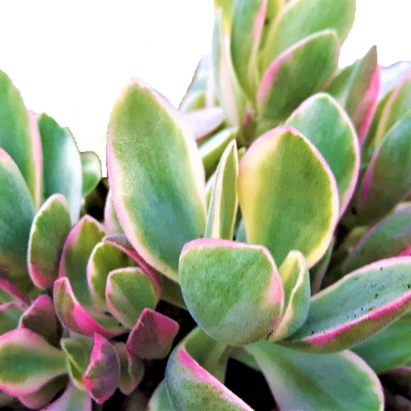 4” Tri-color Jade Live Succulent Plant-Crassula Ovata, Fully Rooted. Full Sun,Drought Tolerant, Easy to Grow Indoor and Outdoor.