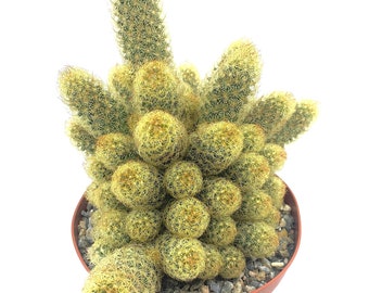 10” Large Live Cactus Plant-Gold Lace/Ladyfingers Cactus-Mammillaria Elongata. Fully Rooted, Drought Tolerate, Easy to Grow Indoor/Outdoor.