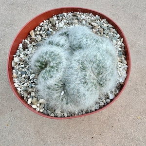 May include: A top-down view of a Mammillaria plumosa cactus in a brown plastic pot. The cactus is covered in soft, white, feathery spines. The pot is filled with small, light-colored pebbles.
