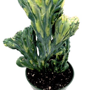 Rare Variegated Crested Blue Candle Cactus-Myrtillocactus geometrizans Crested Blue Candle Cactus. Drought Tolerate, Easy to grow. In 4” Pot