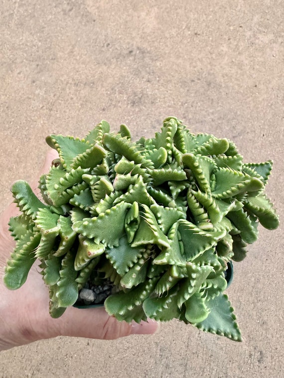 succulent tits Pedilanthus Tithymaloides 'Devil's Backbone'  DesertScapeSucculent