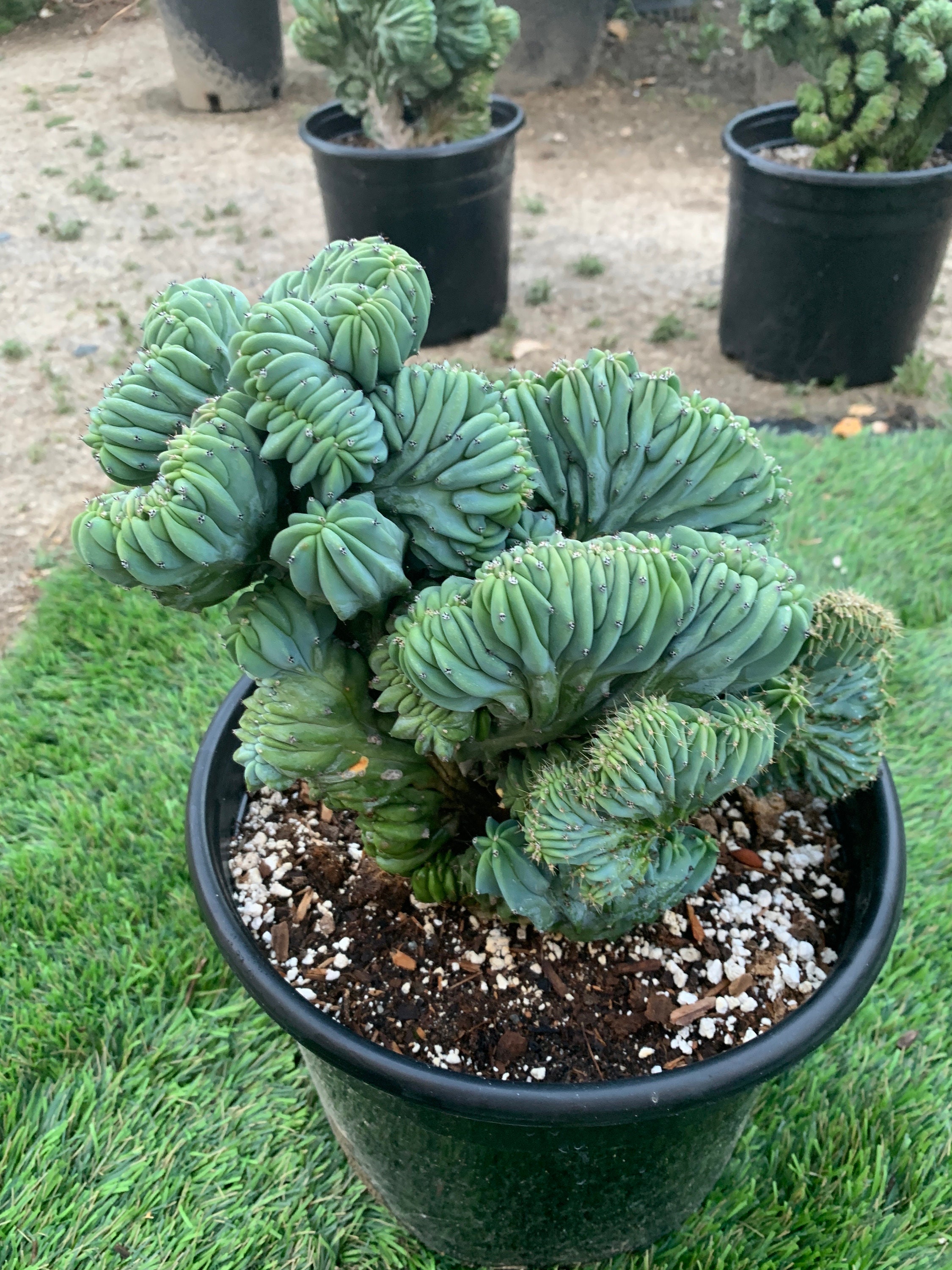 5 Gallon Crested Blue Candle Cactus-myrtillocactus Geometrizans