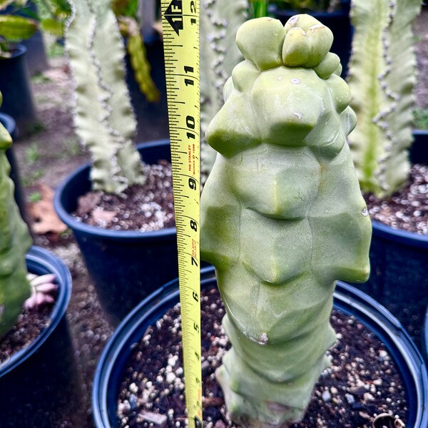 Exteme Rare Large Totem Pole Cactus-Monstrous Lophocereus Schottii. Drought Tolerate, Easy to Grow, Low maintenance. In 5 gallon pot.