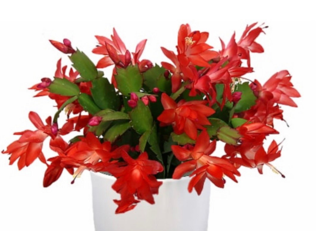 2 Orange Christmas Cactus Live Plantzygo Cactus Schlumbergera,easy to
