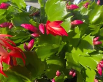 2” True Red Christmas Cactus Live Plant-Zygo Cactus Schlumbergera, Easy to Grow, Indoor/Outdoor. Holidays/Thanksgiving Cactus. Winter Bloom.