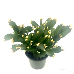 May include: A potted Christmas cactus with dark green, segmented leaves and numerous small, yellow-tipped buds. The plant is in a dark gray plastic pot, set against a white background. The cactus is a popular houseplant.