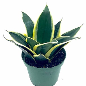 6” Dwarf Snake plant Rosette-Shaped, Sansevieria Trifasciata, Variegated w/ Gold Around Leaves. Easy to Grow, Purify Air, Reduce Allergy.