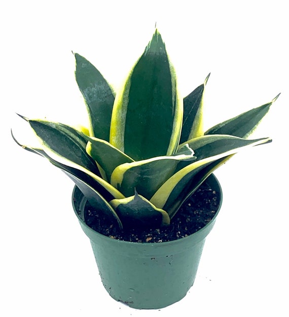 6" Dwarf Variegated Snake Plant, Rosette-shaped Sansevieria Trifasciata -  Etsy