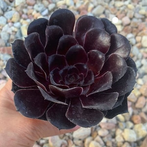Aeonium Black Rose Succulent Live Plant-Hardy Drought Tolerant, Easy to Grow Indoor/Outdoor. Pet Friendly, Low Maintenance. 5&quot; Pot