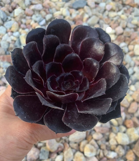 Aeonium Black Rose Succulent, Drought Tolerant Live Plant, 5" Pot