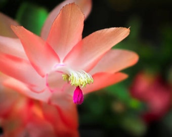 2” Peach Christmas Cactus Live Plant-Zygo Cactus Schlumbergera, Easy to Grow, Indoor/Outdoor. Holidays/Thanksgiving Cactus. Bloom in Winter.