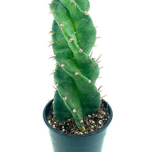 Large Spiral Cactus, Cereus Forbesii, Easy Grow Indoor/Outdoor