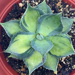 Agave Rum Runner - Etsy