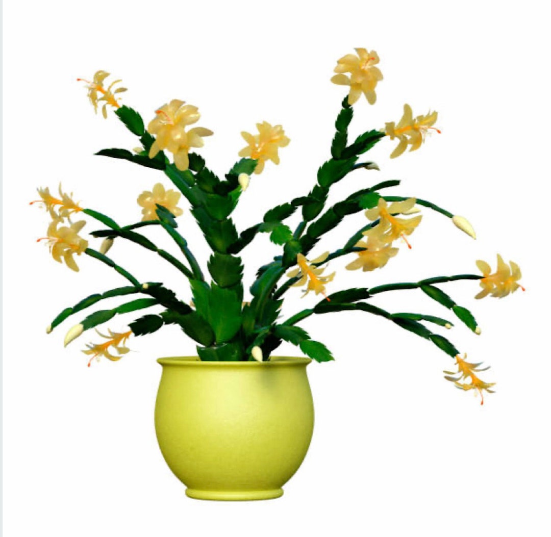 4 Yellow Christmas Cactus Live Plantzygo Cactus Schlumbergera, Easy to