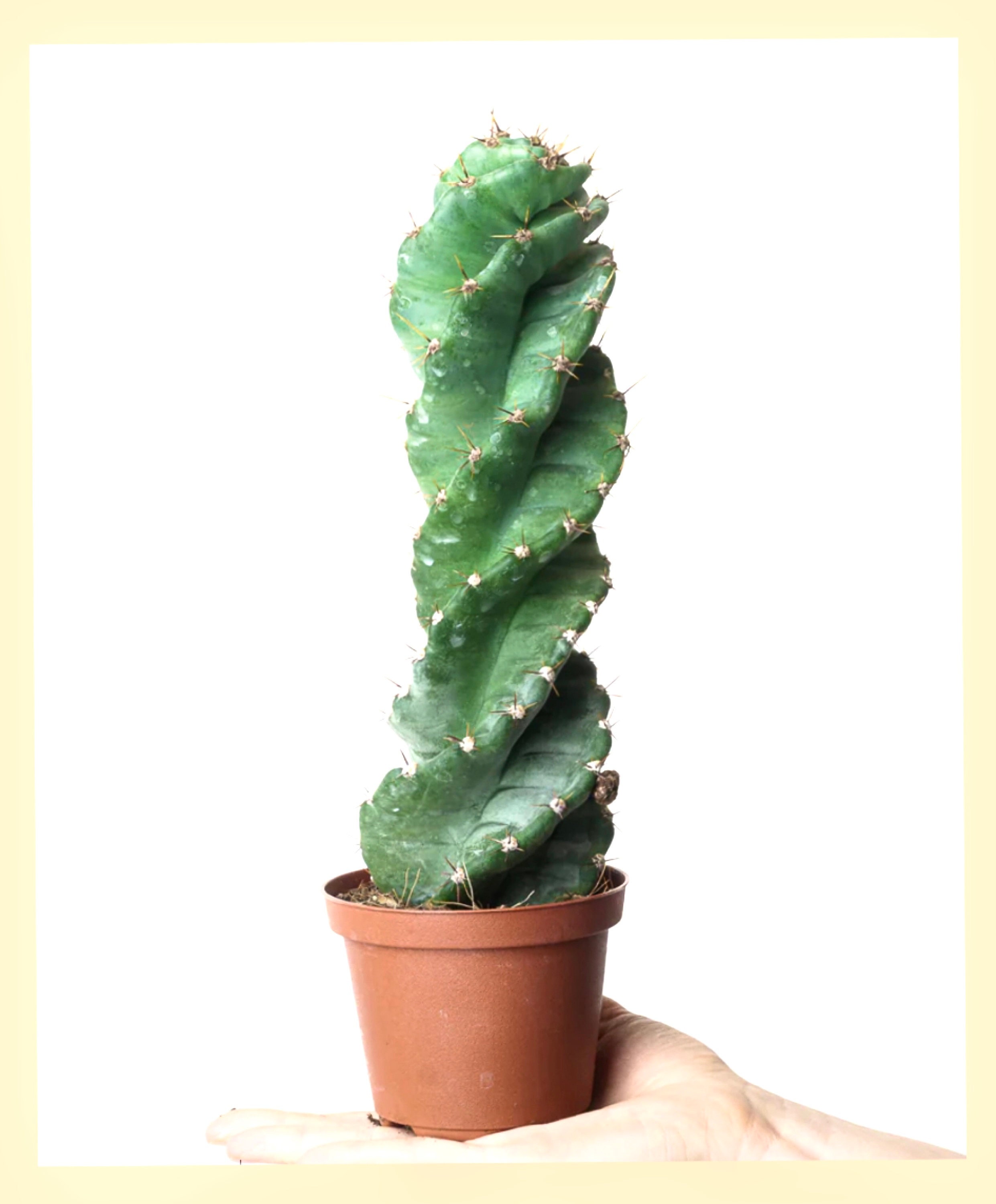 Cereus Cactus 