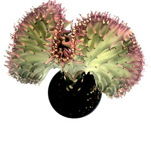 12”-16” Red Coral  Coral Cactus-Euphorbia Lactea, Mountain Ridge Shape Drought Tolerant, Easy to Grow for Indoor/Outdoor.