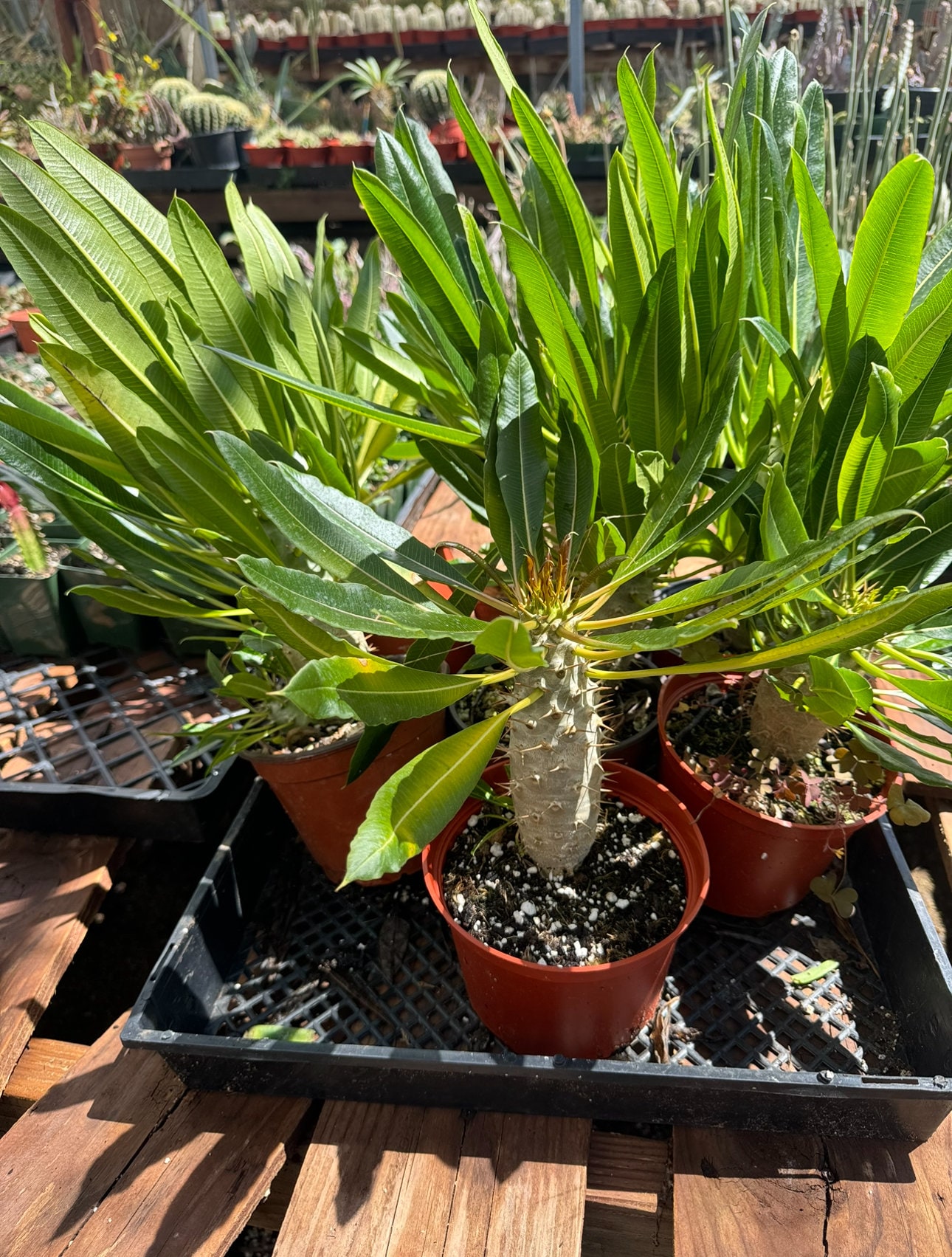 Pachypodium Gracilius - Etsy Pachypodium Gracilius - Etsy