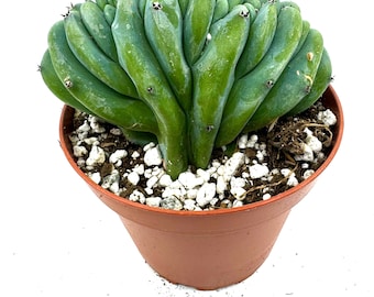 Blue Candle Crest Cactus-Myrtillocactus Geometrizans Cristata, Live Plant, Drought Tolerate,Easy to Grow indoor/Outdoor. In 4” Pot