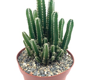 Rare 8” Large Fairy Castle Cactus, Acanthocereus Tetragonus, Night Blooming Cereus, Triangle Cactus, Easy to Grow Indoor/Outdoor. Full Sun.