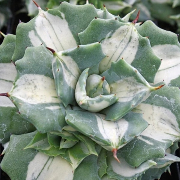 6” Dwarf Butterfly Agave Variegated AgaveI isthmensis 'Ohi Raijin Shiro Nakafu' Hardy Drought Tolerant, Easy to Grow/Care. Low Maintenance.