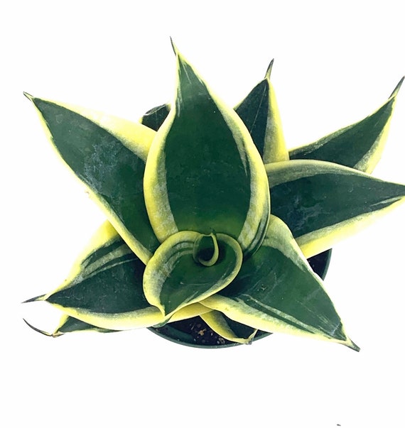 6" Dwarf Variegated Snake Plant, Rosette-Shaped Sansevieria Trifasciata