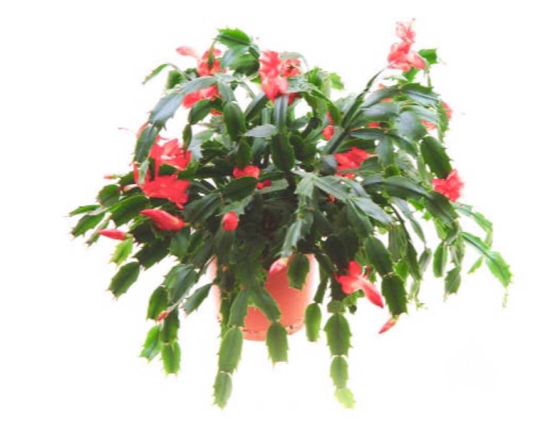 2 True Red Christmas Cactus Live Plantzygo Cactus Schlumbergera, Easy