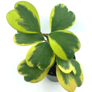 6"-10" Tall Variegated Hoya Kerri, Heart Shape Leaf Plant, Sweet Heart, Hoya Sweetheart Plant. Trailing Houseplant. Easy to Grow/Care,