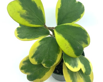 6"-10" Tall Variegated Hoya Kerri, Heart Shape Leaf Plant, Sweet Heart, Hoya Sweetheart Plant. Trailing Houseplant. Easy to Grow/Care,