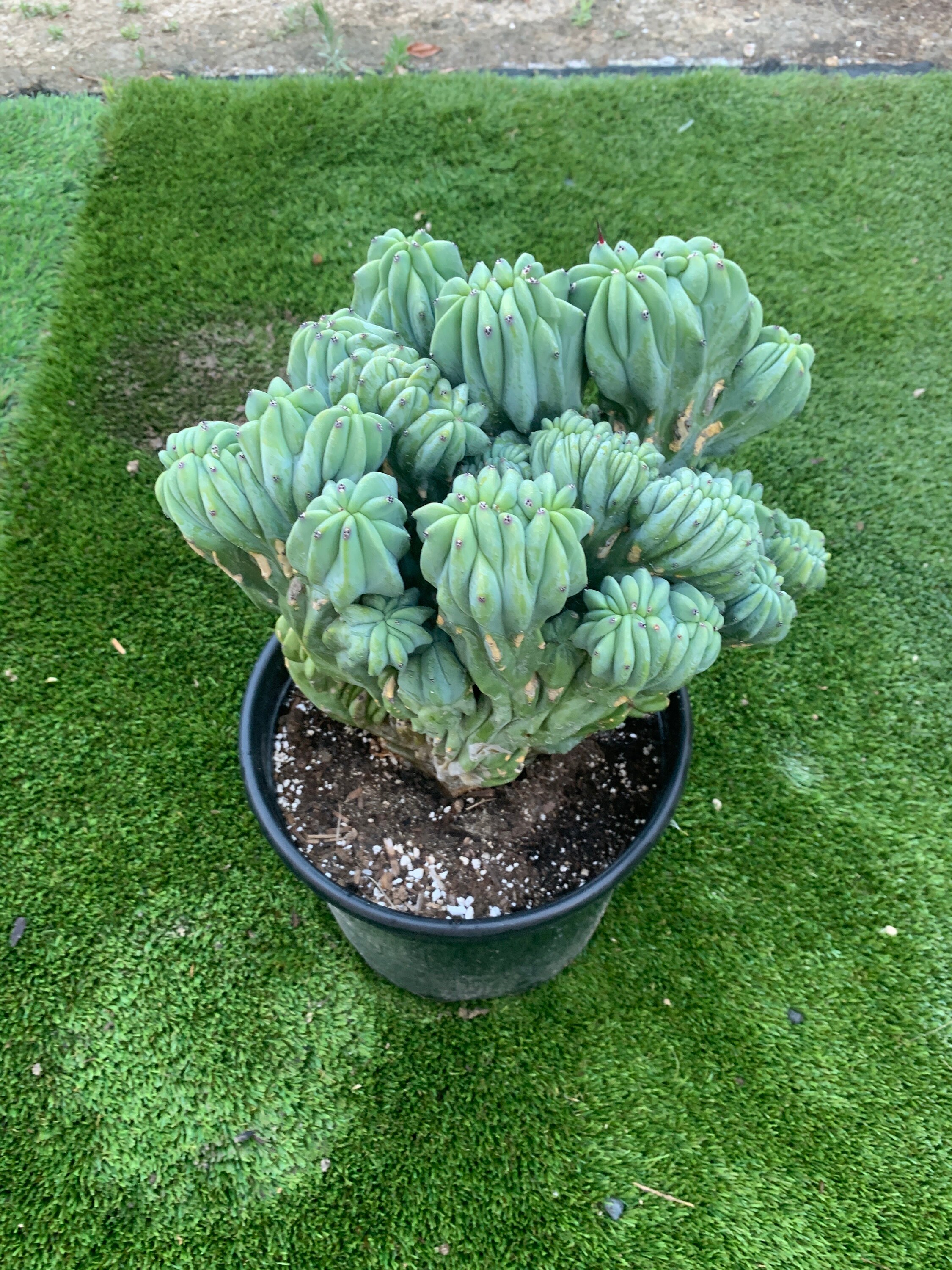 5 Gallon Crested Blue Candle Cactus-myrtillocactus Geometrizans