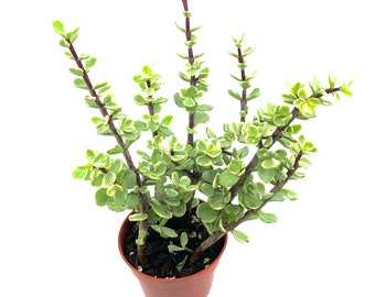 4” Elephant Food Succulent Plant-Portulacaria afra, Fully Rooted, Hardy Drought Tolerant. Easy to Grow Indoor/Outdoor. Pet Friendly,