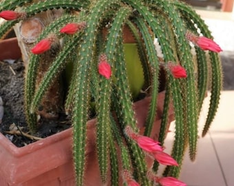 4" Rat Tail Live Cactus/Succulent Fully Rooted-Aporocactus Flagelliformis. Drought Tolerant, Fast Growing Indoor/Ourdoor. Blooming in Spring