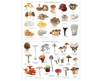 Edible mushrooms poster - poisonous mushrooms - educational - digital product - art room decor - kitchen - wall decor