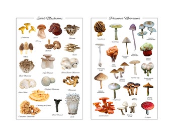 Edible mushrooms poster - poisonous mushrooms - educational - digital product - art room decor - kitchen - wall decor