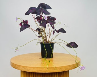 Oxalis Triangularis Sunny