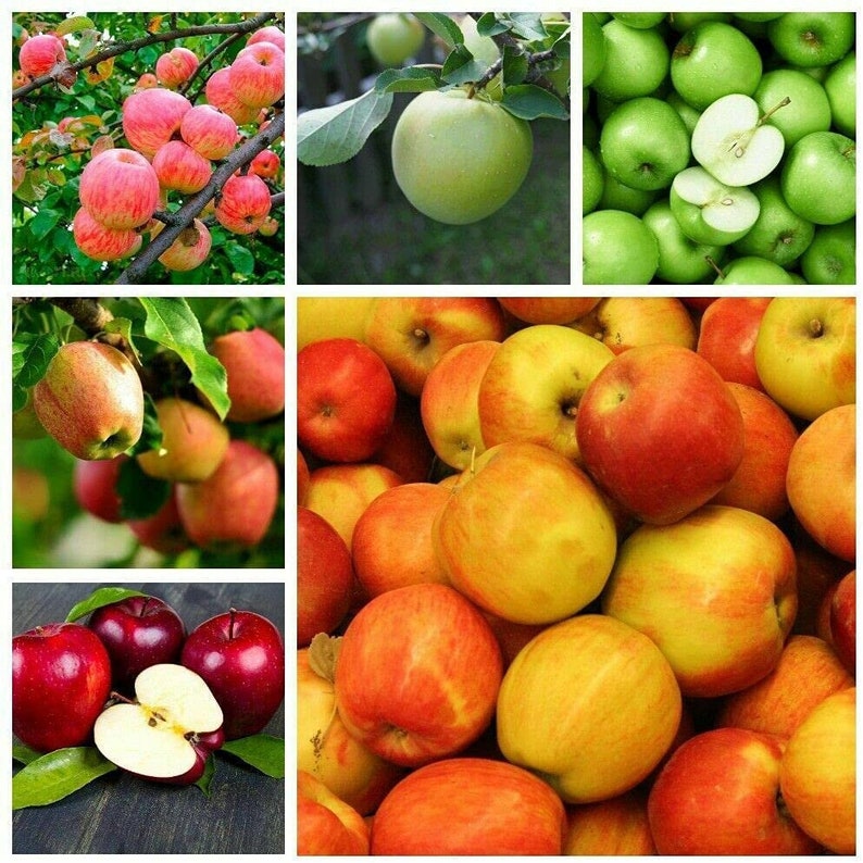 Organic Mix Apple Fruit Seeds, Exotic Bonsai Apple Plant Seeds