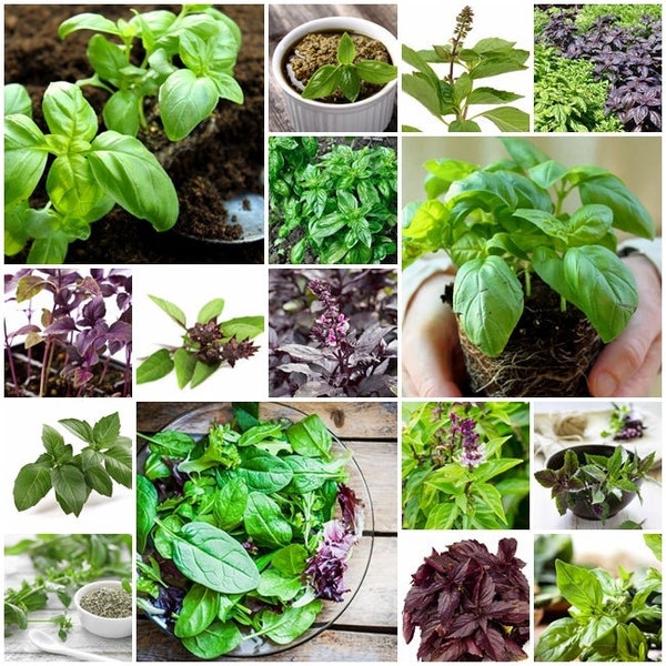 Basil Mix Seeds 20+ Varieties, Herb Seeds,  Heirloom , Organic Non-GMO Fragrant 100
