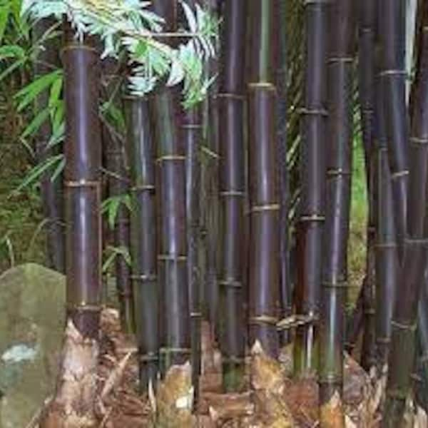 Timor Black Bamboo Seeds, Bamboo Seeds, tropical tree  , Organic, NonGMO, Flowering Trees  10