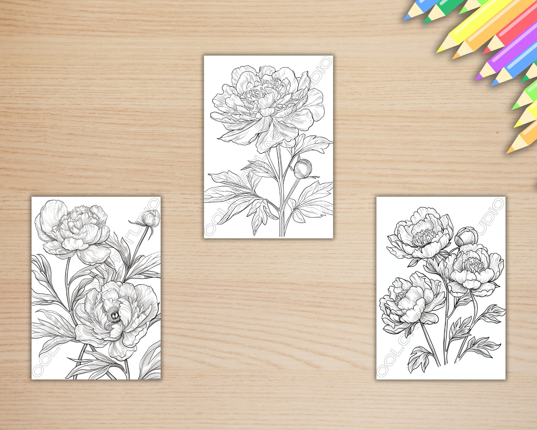 20 Beautiful Peony Flowers Coloring Pages for Kids and Adults, Flower ...