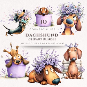 Pode incluir: Pacote de clipart em aquarela com cães dachshund em várias poses. Os cães são adornados com lavanda e flores, alguns em vasos e outros com coroas florais. O texto diz "DACHSHUND CLIPART BUNDLE".