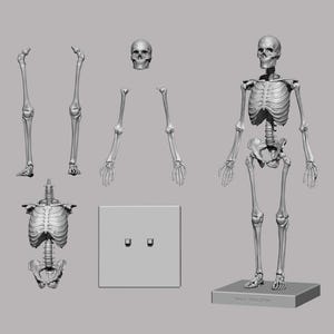 Skeleton Stl 3D Print File