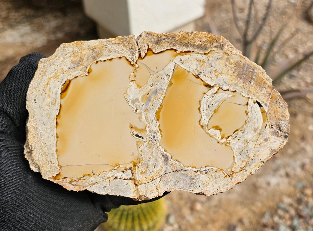 Spring Blaze Fir White Fir Springs Thunderegg 6.25