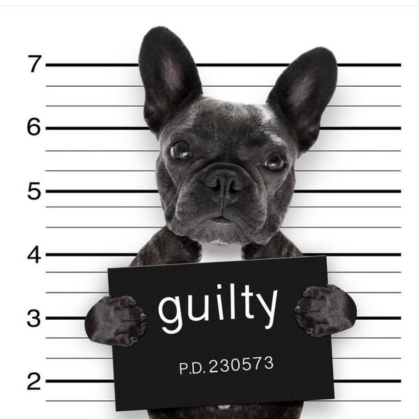 French Bulldog GUILTY!