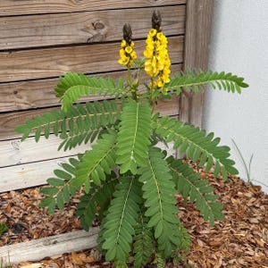 May include: A close-up of a small plant with yellow flowers and green leaves. The plant is growing in a bed of brown mulch.