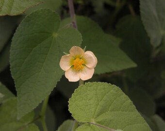 Bladdermallow - Herissantia Crispa Seeds
