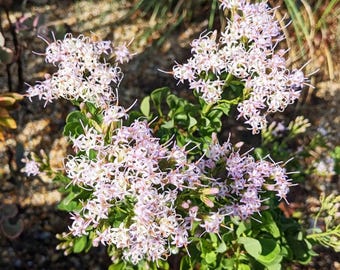Garberia Seeds - Garberia Heterophylla (Asteraceae) Florida Native Plant