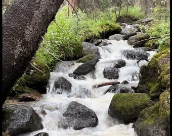 May include: A scenic photograph of a flowing stream cascading over dark, moss-covered rocks. The water is white and foamy, contrasting with the dark rocks and lush green vegetation. A large tree trunk leans over the stream, adding a natural frame.