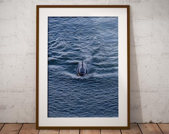 Wild Orca | Animal Wall Art | Pacific Northwest Home Office Decor | Wildlife Photography